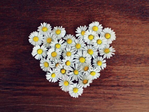 デイジーの花がハートの形の画像